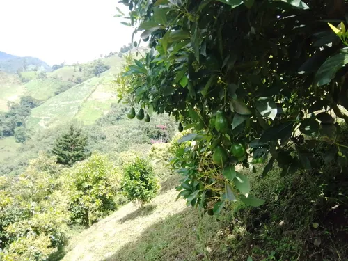 Finca Via Juntas - Ibagué