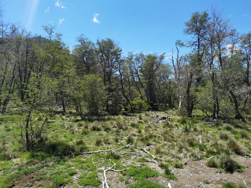 Terreno 5.000 M2 Sector Los Ñirres, Malalcahuello