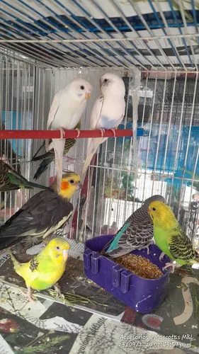 Pericos Australianos Pareja
