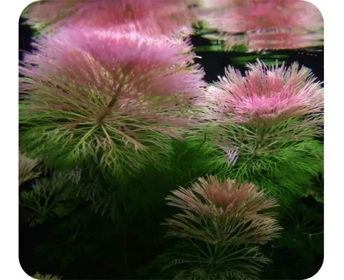 Cabomba Furcata, Planta Natural Para Acuario.