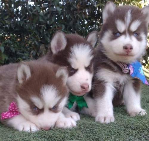 Cachorra Lobos Siberianos Ríonegro, Medellin, Bogotá, Cali 