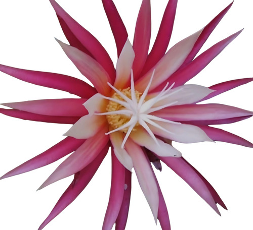 Cactus Espina De Pescado-selenicereus Anthonyanus