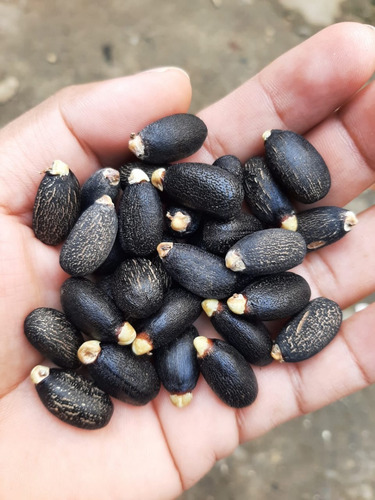 Esqueje O Planta De Piñon Manso, Jatrofa O Jatropha Curcas