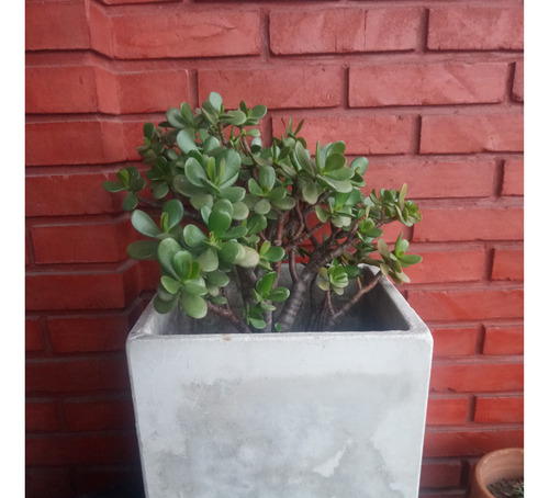 Plantas Varias Suculentas Arbol De Jade Planta Moneda.leer
