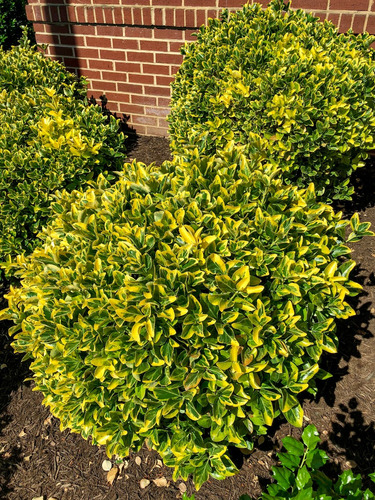 Euonymus Japónica Globoso Consulte !