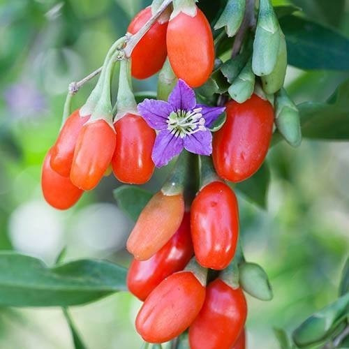 100 Semillas De Goji Berry Orgánicas Ideal Huerta Jardín!!!!