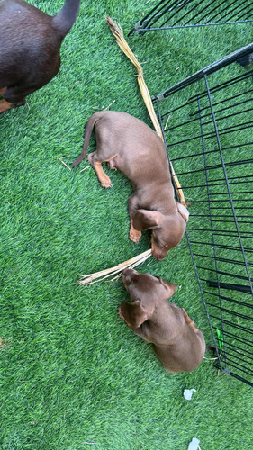 Cachorros Dachsund Miniatura Chocolate Exótico