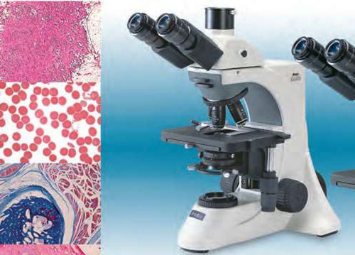 Microscopio Trinocular Para Investigación Motic Ba-400