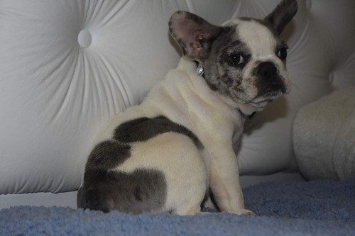 Bulldog Frances Pied Blue Merle Exótico Macho