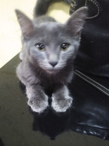 Russian Blue Anti Alérgicos Lindos E Envio Pra Todo Brasil