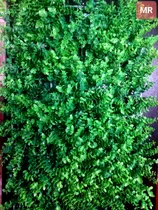 Comprar Plancha Pasto Césped Artificial 60x40cm Jardín Hojas Gruesa