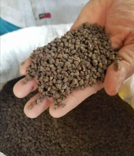 Semilla Seleccionada De Flor De Jamaica. en venta en Tepic Nayarit por sólo  $   Mexico