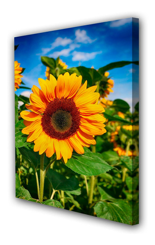 Cuadro 60x90cm Girasol Flor Planta Cultivo M4