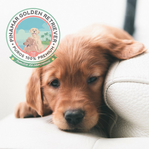 Hembras Y Machos 100% Golden Retriever Desde La Costa Verde.