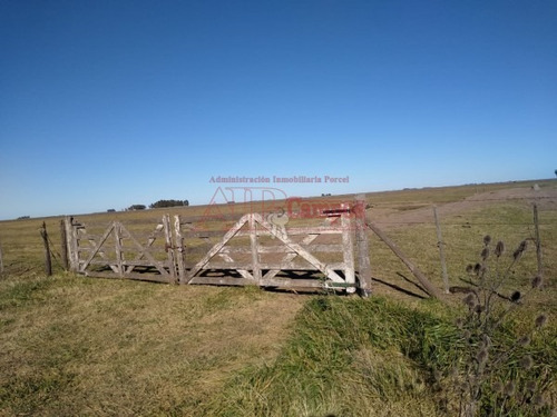 Imagen 4 de 13 de Venta, Campo Ganadero En Laprida, Provincia De Buenos Aires.