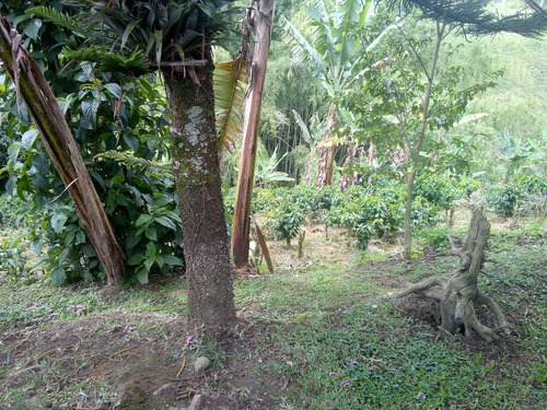 Imagen 27 de 29 de Se Vende Finca Vía Quimbaya