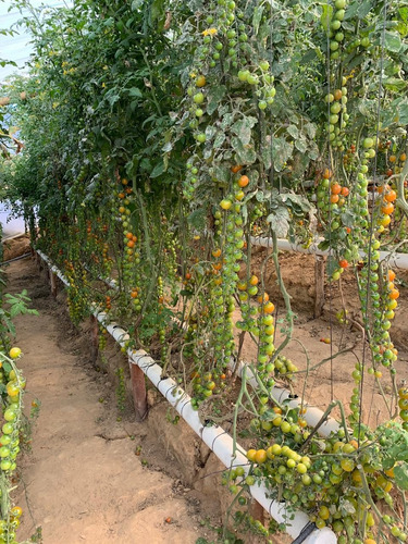 Imagen 7 de 8 de Finca Barbosa