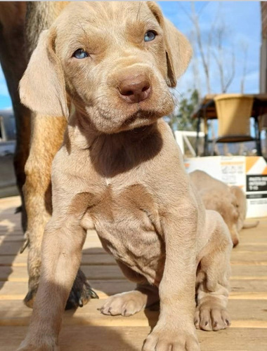 Braco De Weimaraner 