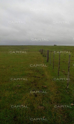Excelente Campo De 91 Hectáreas En Venta - Lavalleja-ref:29054