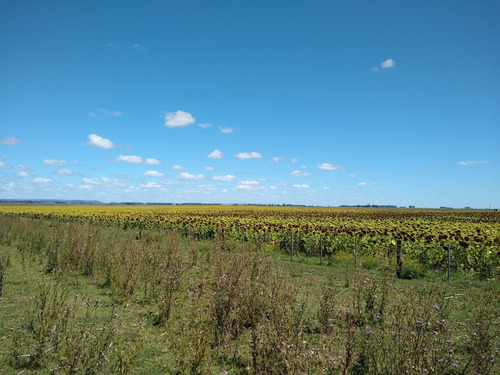 Imagen 16 de 30 de Latorre Prop Vende Campo De 34 Hectareas En Cobo