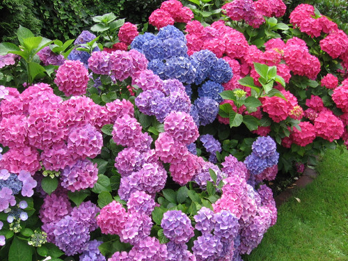 Hortênsia Hortência 1 Muda Ótima Qualidade Paisagismo
