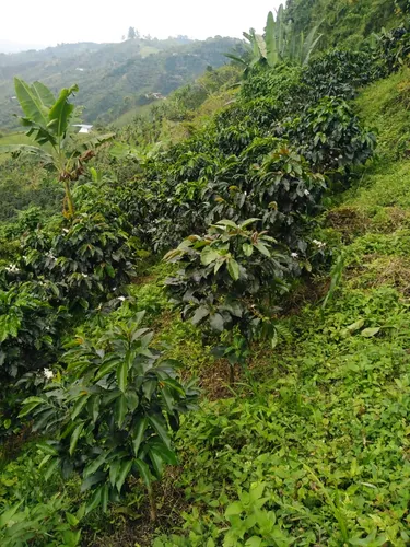Hermosa Finca De 8 Hectáreas En Fresno Tolima