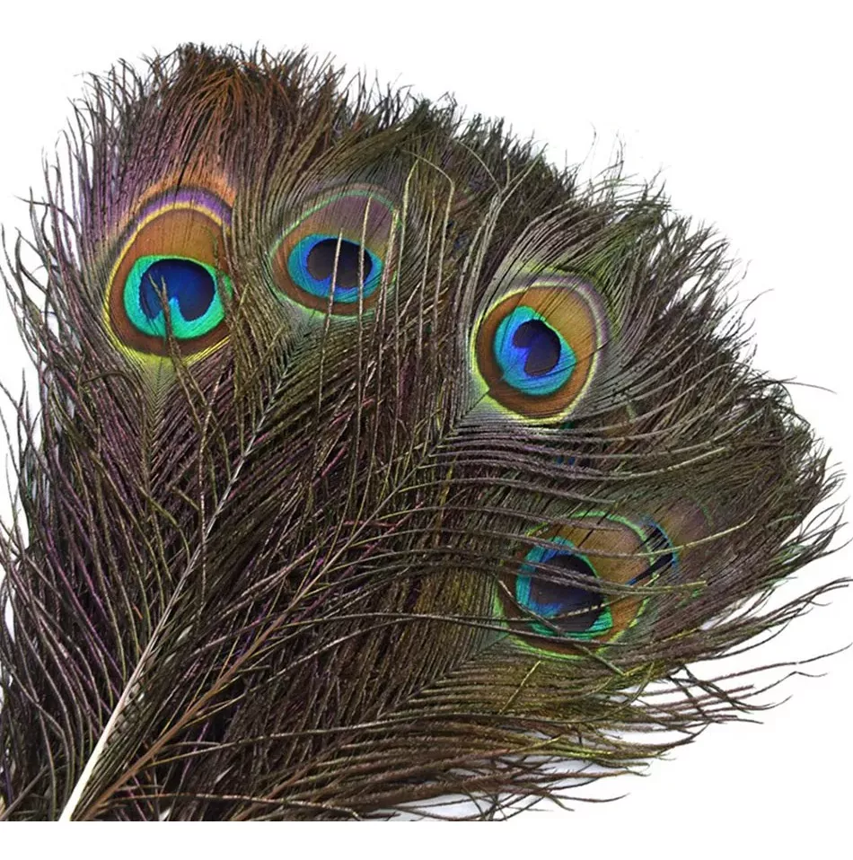 Tercera imagen para búsqueda de plumas de pavo real