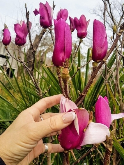 10 Semillas De Magnolia Purpura (Magnolia Seeds): Jardín .nz