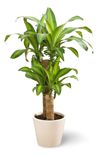 Planta Flores Artificiales Para Sala