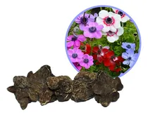 Comprar Bulbos Anemona De Caen Importado Holanda