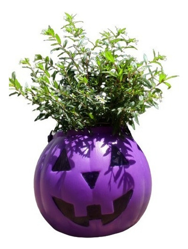 Maceta Calabaza Para Plantas Colgantes Con Formas Color Violeta