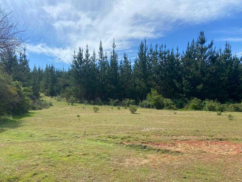 Bosque Con Manejo Cauquenes Inversión (63196)