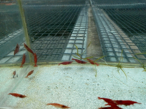 Imagen 1 de 3 de Camarones Red Cherry. Neocaridina (gambas)