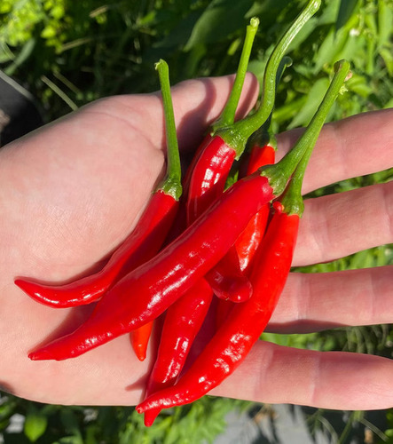 150 Semillas De Chile Tabasco Rojo