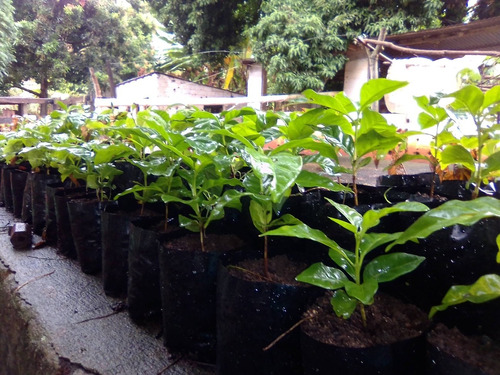 Plantas De Café Caturra Colombiano.