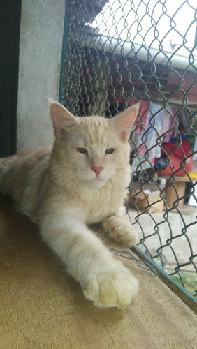 Lindo Filhote De Maine Coon Macho