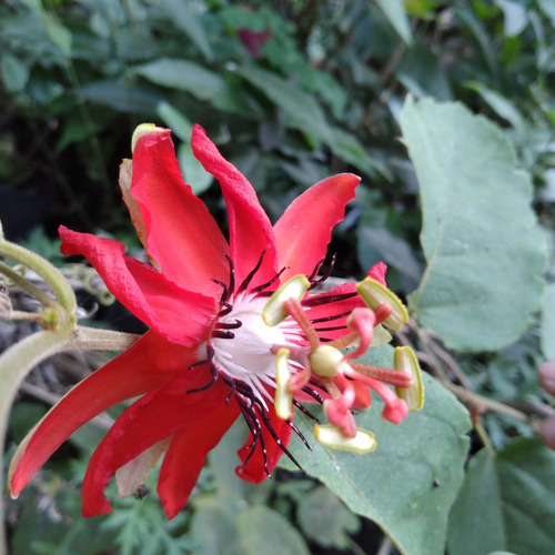 Pasiflora Perfumada Roja Enredadera Envio Gratis!!