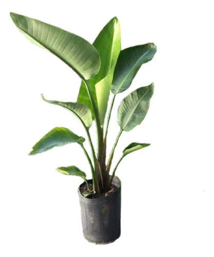 Strelitzia Nicolai/flor De Pájaro En Envase De 15 Litros
