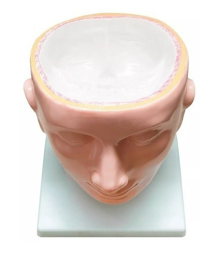 Modelo Anatômico 4d-anatomy Cérebro Desmontável