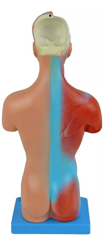 Torso Assexuado 28 Cm 15 Partes Modelo Anatômico Em Resina