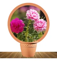 Comprar Semillas De Portulaca Doble Variada X30 Semillas