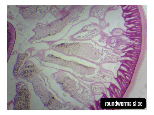 Microscopio Trinocular Hd Biológico De Lab Lcd De 7 40-2500x