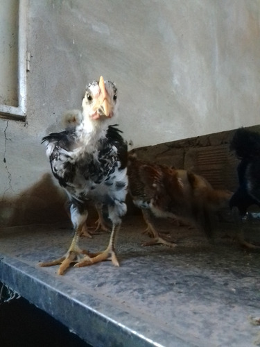 Pintinhos De Galinha Sertajeja Balao Vermelho