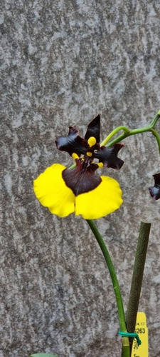Orquídea Oncidium Jiaho Queen (orquídea Bailarina Mulata) | MercadoLibre