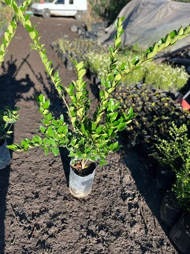 Oleas Texanas Cerco Vivo 1 20 Altura Verdes O Disciplinadas