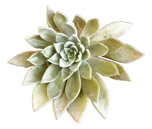 Echeveria Paniculata