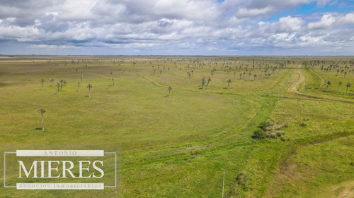 Campo En Rocha Ganadero Agrícola 125ha (ref: Atm-7988)