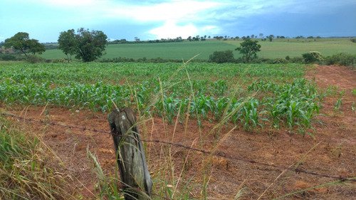 Chácara, Sitío De 3 Alqueires Na Cidade De Nova Castilho Sp, Regiao De São Jose Do Rio Preto E Araçatuba Sp