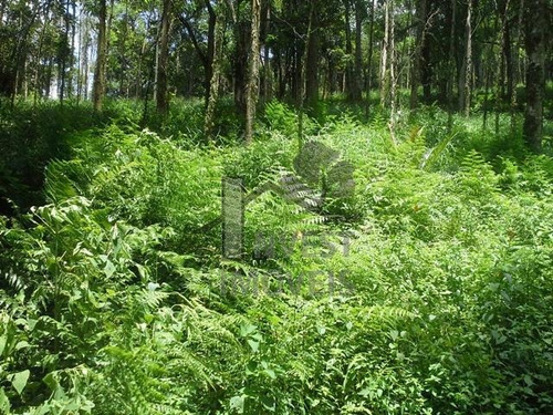 Imagem 7 de 8 de Cód 1828 - Área De 78.000 M² Com Nascente - 1828