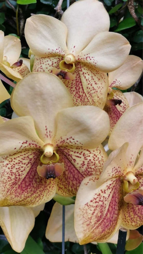 Imagen 4 de 10 de Orquídeas Vanda De Flor Muy Grande Y Cascada, Colores Exótic